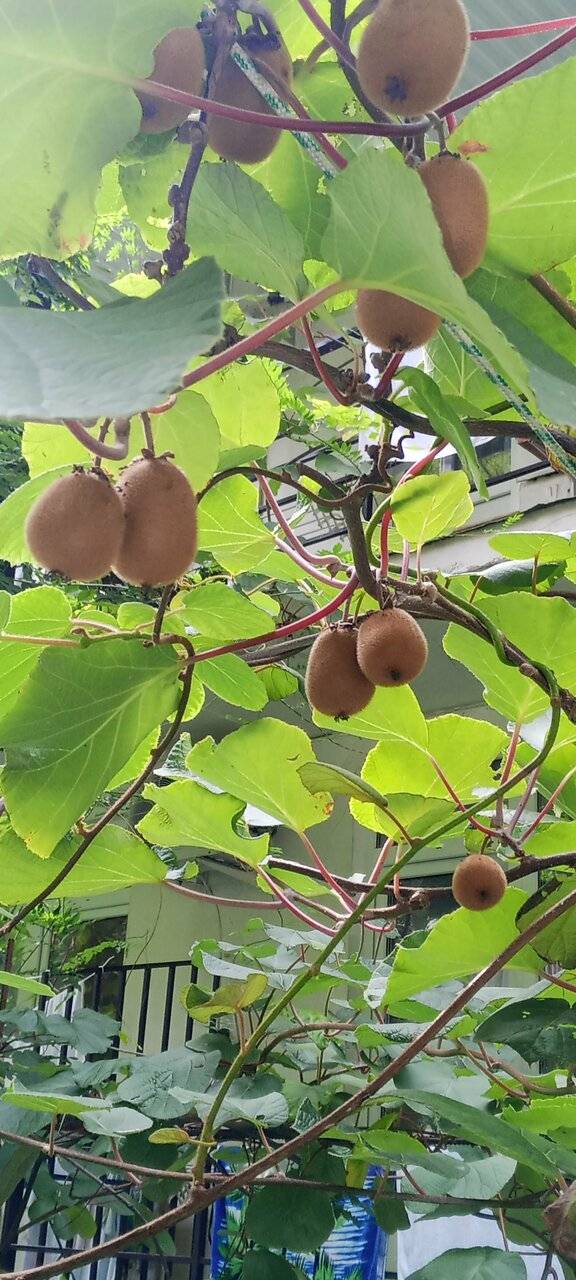 Фото Гостиницы Море и Горы Лазаревское 110